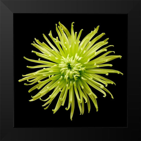 Chrysanthemum II Black Modern Wood Framed Art Print by Christensen, Jim