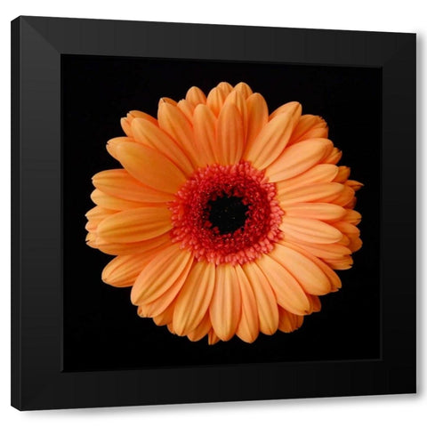 Orange Gerber Daisy Black Modern Wood Framed Art Print with Double Matting by Christensen, Jim