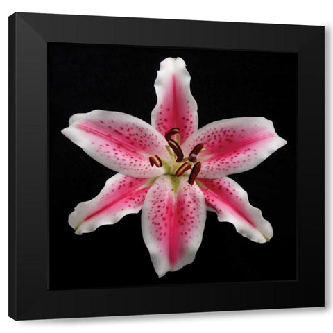 Pink Lily Black Modern Wood Framed Art Print by Christensen, Jim