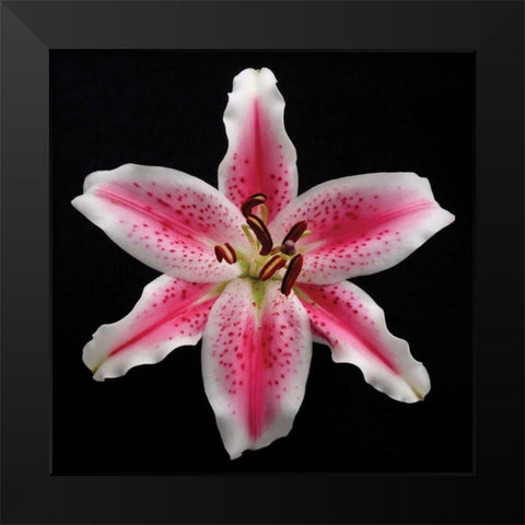 Pink Lily Black Modern Wood Framed Art Print by Christensen, Jim