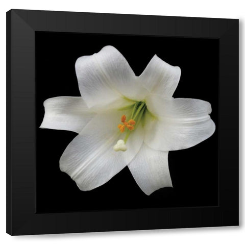 White Lily Black Modern Wood Framed Art Print with Double Matting by Christensen, Jim