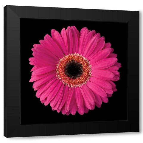 Pink Gerbera Daisy Black Modern Wood Framed Art Print with Double Matting by Christensen, Jim