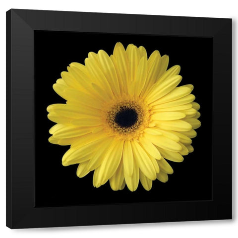 Yellow Gerbera Daisy Black Modern Wood Framed Art Print by Christensen, Jim