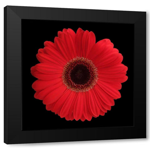 Red Gerbera Daisy Black Modern Wood Framed Art Print with Double Matting by Christensen, Jim