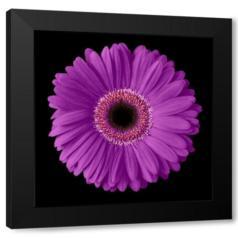 Purple Gerbera Daisy Black Modern Wood Framed Art Print with Double Matting by Christensen, Jim