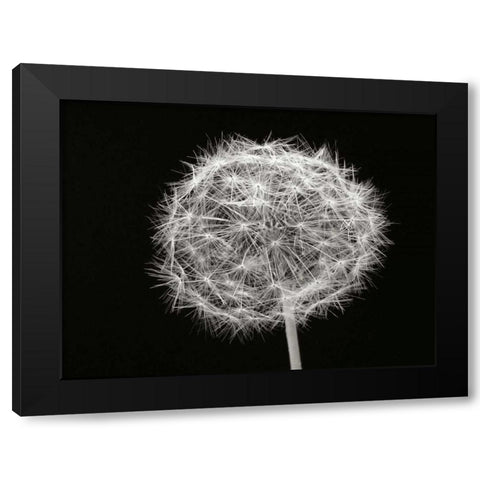Dandelion 1 Black Modern Wood Framed Art Print with Double Matting by Christensen, Jim