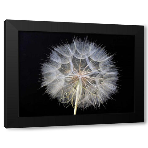 Goats Beard 1 Black Modern Wood Framed Art Print by Christensen, Jim