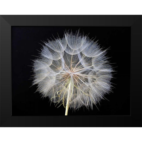 Goats Beard 1 Black Modern Wood Framed Art Print by Christensen, Jim
