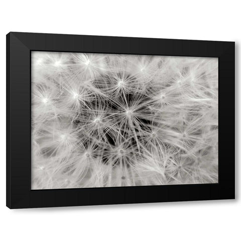 Dandelion 2 Black Modern Wood Framed Art Print by Christensen, Jim