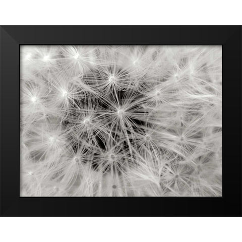 Dandelion 2 Black Modern Wood Framed Art Print by Christensen, Jim