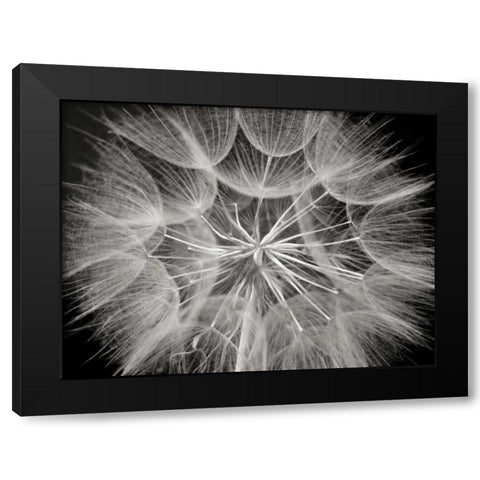 Goats Beard 3 Black Modern Wood Framed Art Print by Christensen, Jim
