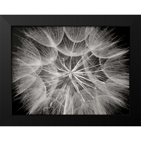 Goats Beard 3 Black Modern Wood Framed Art Print by Christensen, Jim