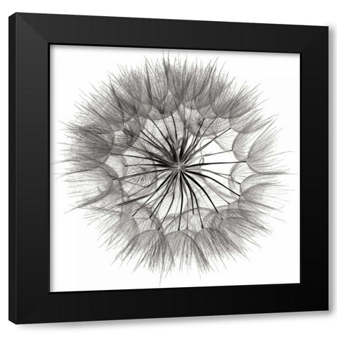 Goats Beard 4 Black Modern Wood Framed Art Print by Christensen, Jim