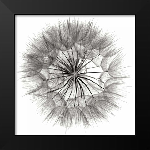 Goats Beard 4 Black Modern Wood Framed Art Print by Christensen, Jim