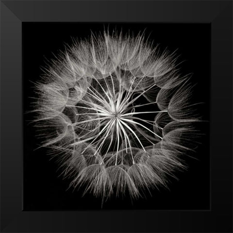Goats Beard 5 Black Modern Wood Framed Art Print by Christensen, Jim