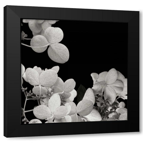Flower Cluster 1 Black Modern Wood Framed Art Print by Christensen, Jim