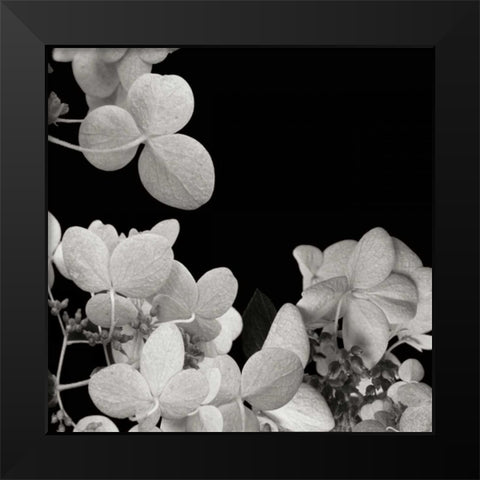 Flower Cluster 1 Black Modern Wood Framed Art Print by Christensen, Jim