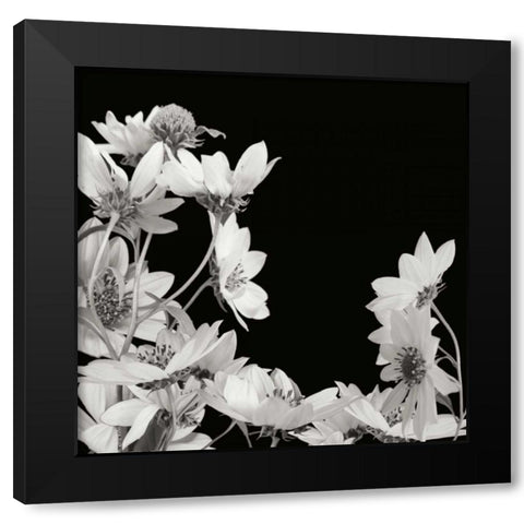 Flower Cluster 2 Black Modern Wood Framed Art Print by Christensen, Jim