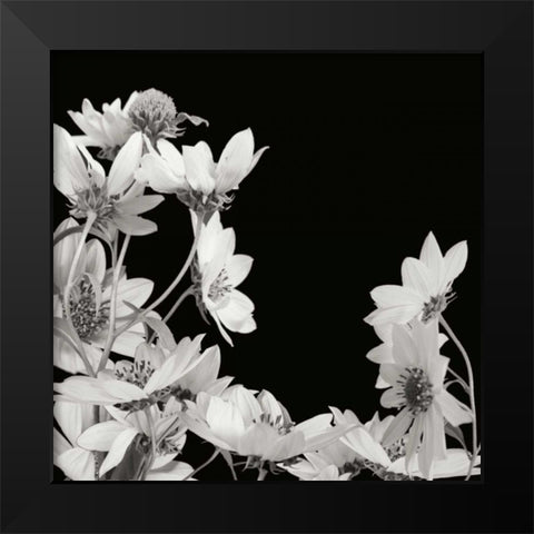 Flower Cluster 2 Black Modern Wood Framed Art Print by Christensen, Jim