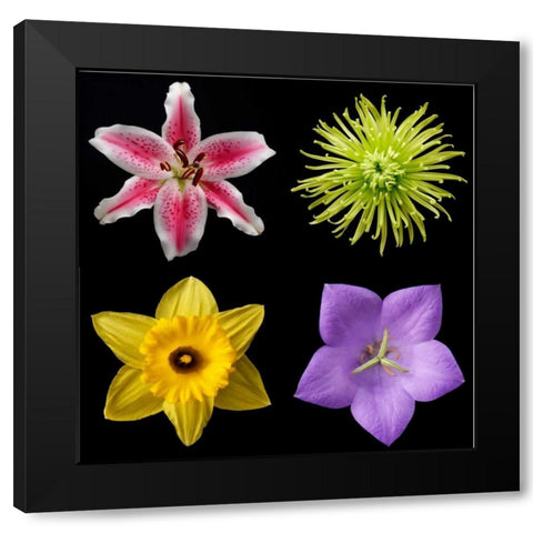 Flower Group 1 Black Modern Wood Framed Art Print by Christensen, Jim