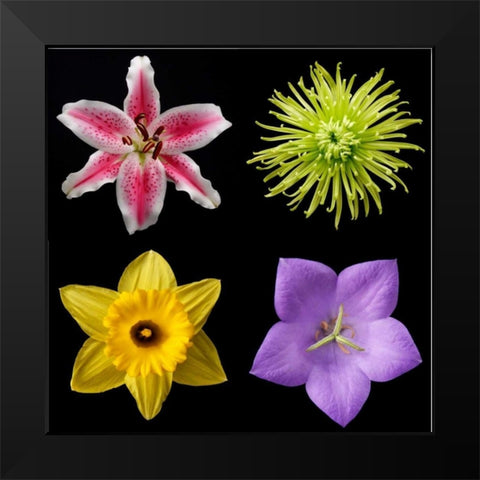 Flower Group 1 Black Modern Wood Framed Art Print by Christensen, Jim