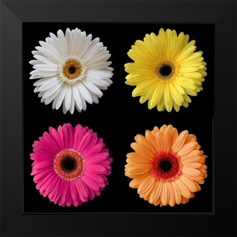 Gerber Group 1 Black Modern Wood Framed Art Print by Christensen, Jim