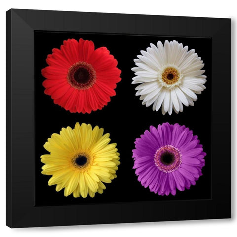 Gerber Group 2 Black Modern Wood Framed Art Print by Christensen, Jim