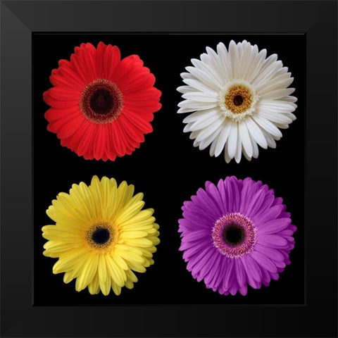 Gerber Group 2 Black Modern Wood Framed Art Print by Christensen, Jim