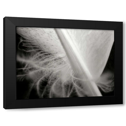 Feather I Black Modern Wood Framed Art Print by Christensen, Jim