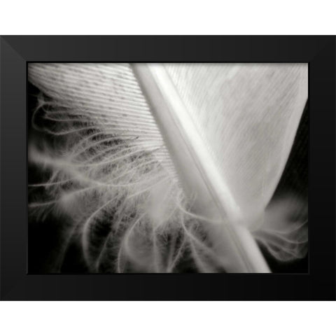 Feather I Black Modern Wood Framed Art Print by Christensen, Jim