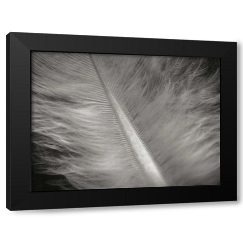 Feather II Black Modern Wood Framed Art Print by Christensen, Jim