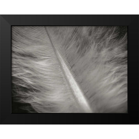Feather II Black Modern Wood Framed Art Print by Christensen, Jim