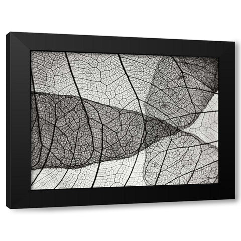 Leaf Designs II BW Black Modern Wood Framed Art Print by Christensen, Jim