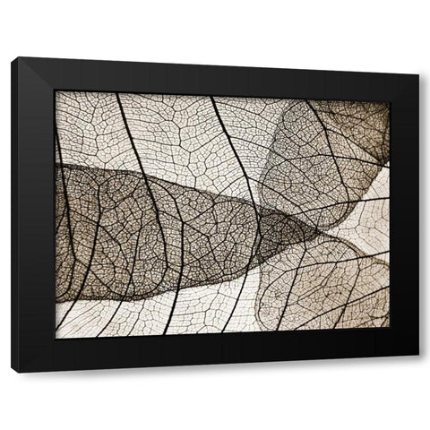 Leaf Designs II Sepia Black Modern Wood Framed Art Print with Double Matting by Christensen, Jim