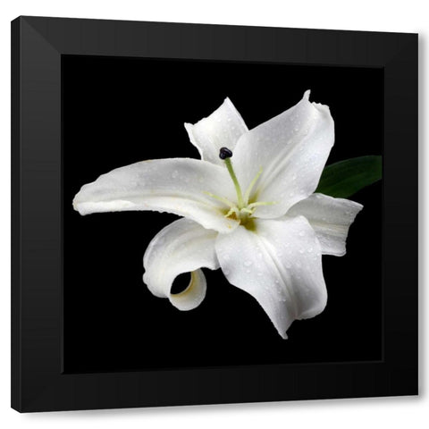 Lily on Black I Black Modern Wood Framed Art Print with Double Matting by Christensen, Jim
