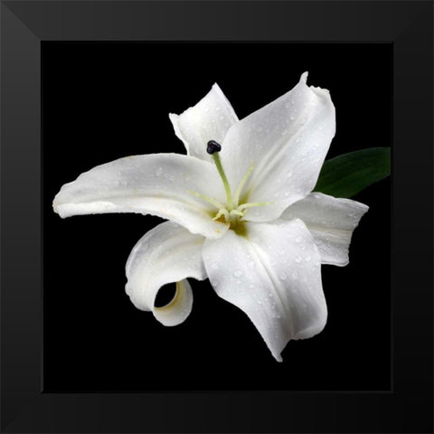 Lily on Black I Black Modern Wood Framed Art Print by Christensen, Jim