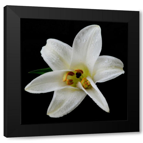 Lily on Black II Black Modern Wood Framed Art Print by Christensen, Jim