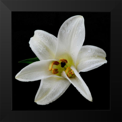 Lily on Black II Black Modern Wood Framed Art Print by Christensen, Jim