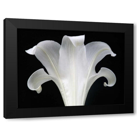Lily on Black III Black Modern Wood Framed Art Print with Double Matting by Christensen, Jim