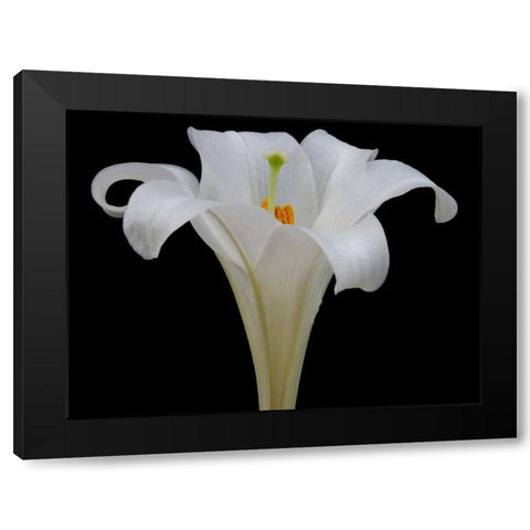 Lily on Black IV Black Modern Wood Framed Art Print with Double Matting by Christensen, Jim