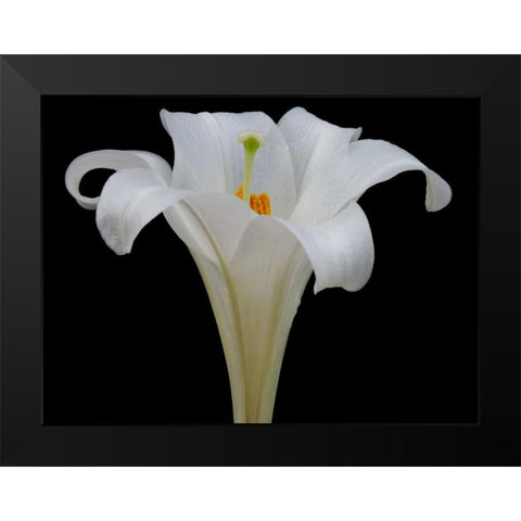Lily on Black IV Black Modern Wood Framed Art Print by Christensen, Jim