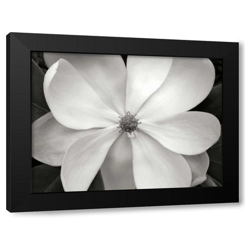 Magnolia I Black Modern Wood Framed Art Print with Double Matting by Christensen, Jim