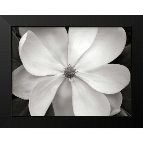 Magnolia I Black Modern Wood Framed Art Print by Christensen, Jim