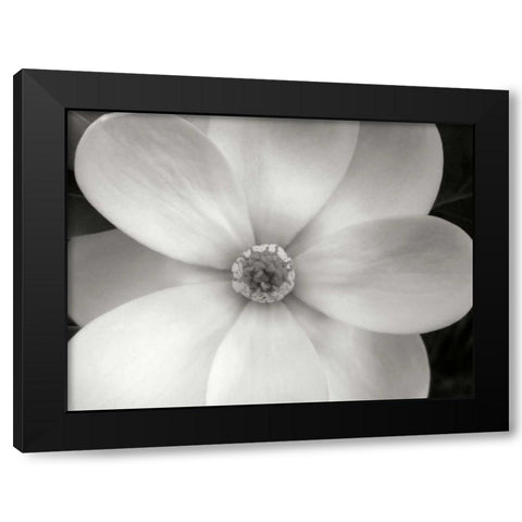 Magnolia II Black Modern Wood Framed Art Print by Christensen, Jim