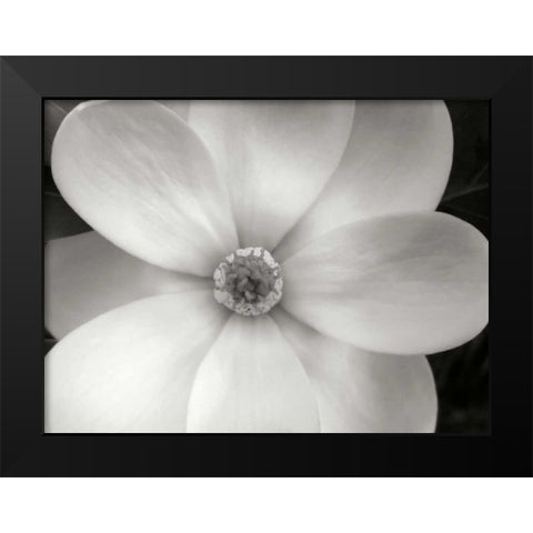 Magnolia II Black Modern Wood Framed Art Print by Christensen, Jim