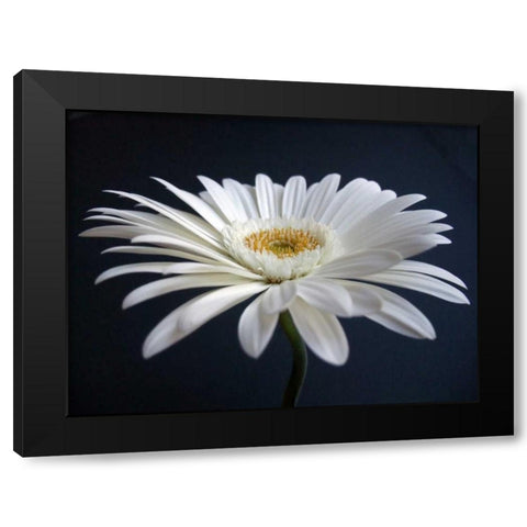 Gerber Angle I Black Modern Wood Framed Art Print by Christensen, Jim