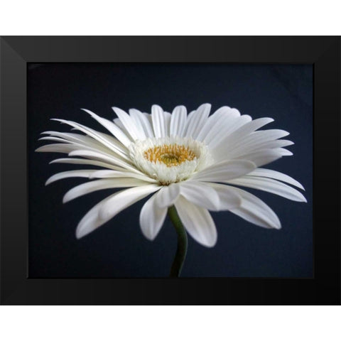 Gerber Angle I Black Modern Wood Framed Art Print by Christensen, Jim
