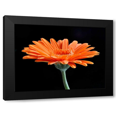 Gerber Angle II Black Modern Wood Framed Art Print with Double Matting by Christensen, Jim