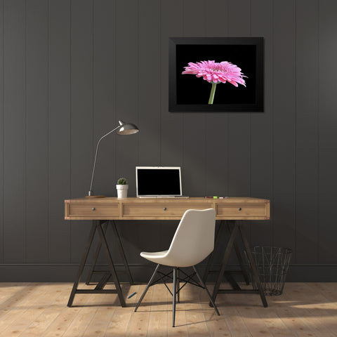 Gerber Angle III Black Modern Wood Framed Art Print by Christensen, Jim