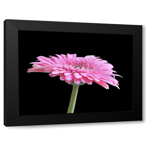 Gerber Angle III Black Modern Wood Framed Art Print with Double Matting by Christensen, Jim